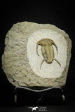 22001 - Top Rare 1.83 Inch Myopsolenites boutiouiti Middle Cambrian Trilobite