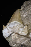 20515 - Top Association of 2 Otodus obliquus Shark Teeth in Matrix Paleocene