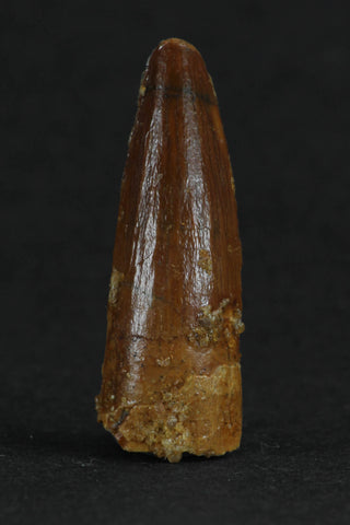 88001 - Beautiful 1.06 Inch Juvenile Spinosaurus Dinosaur Tooth