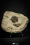 22003 - Top Rare 2.29 Inch Foulonia sp Lower Ordovician Trilobite Fezouata Formation