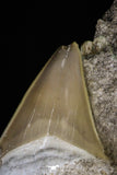20515 - Top Association of 2 Otodus obliquus Shark Teeth in Matrix Paleocene