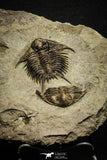 22003 - Top Rare 2.29 Inch Foulonia sp Lower Ordovician Trilobite Fezouata Formation