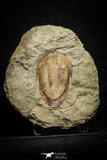 22004 - Top Rare 4.59 Inch Kierarges morrisoni Lower Ordovician Trilobite Fezouata Formation