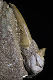 20515 - Top Association of 2 Otodus obliquus Shark Teeth in Matrix Paleocene