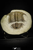 22005 - Top Rare 3.75 Inch Damesella paronai Cambrian Trilobite Kushan Formation China