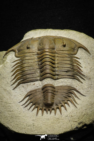 22005 - Top Rare 3.75 Inch Damesella paronai Cambrian Trilobite Kushan Formation China