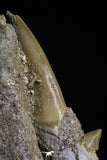 20515 - Top Association of 2 Otodus obliquus Shark Teeth in Matrix Paleocene