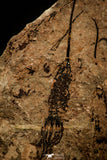 07799 - Wide 4.09 Inch Eocrinoid (Ascocystites) Plate - Lower Ordovician
