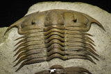 22005 - Top Rare 3.75 Inch Damesella paronai Cambrian Trilobite Kushan Formation China