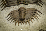 22005 - Top Rare 3.75 Inch Damesella paronai Cambrian Trilobite Kushan Formation China