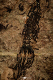 07799 - Wide 4.09 Inch Eocrinoid (Ascocystites) Plate - Lower Ordovician