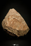 07799 - Wide 4.09 Inch Eocrinoid (Ascocystites) Plate - Lower Ordovician