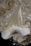 20516 - Top Huge 2.81 Inch Otodus obliquus Shark Tooth in Matrix Paleocene