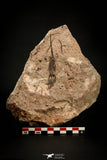 07799 - Wide 4.09 Inch Eocrinoid (Ascocystites) Plate - Lower Ordovician