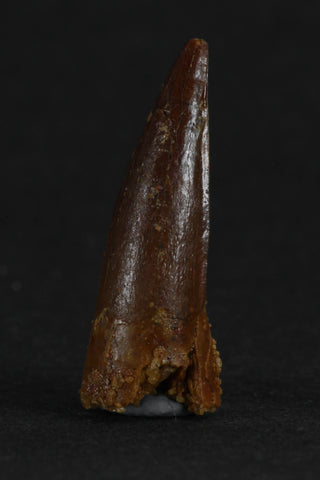 88004 - Beautiful 0.97 Inch Juvenile Spinosaurus Dinosaur Tooth