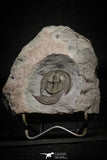 22007 - Beautiful 1.25 Inch Nankinolithus sp Lower Ordovician Trilobite