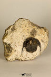 30690 - Top Well Preserved 0.86 Inch Onnia sp Ordovician Trilobite