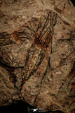 07800 - Wide 3.01 Inch Eocrinoid (Ascocystites) Plate - Lower Ordovician