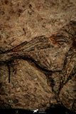 07800 - Wide 3.01 Inch Eocrinoid (Ascocystites) Plate - Lower Ordovician
