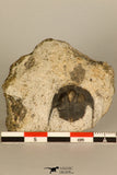 30690 - Top Well Preserved 0.86 Inch Onnia sp Ordovician Trilobite