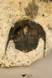 30690 - Top Well Preserved 0.86 Inch Onnia sp Ordovician Trilobite