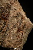 07800 - Wide 3.01 Inch Eocrinoid (Ascocystites) Plate - Lower Ordovician