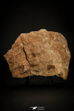 07800 - Wide 3.01 Inch Eocrinoid (Ascocystites) Plate - Lower Ordovician