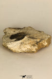30690 - Top Well Preserved 0.86 Inch Onnia sp Ordovician Trilobite