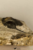 30690 - Top Well Preserved 0.86 Inch Onnia sp Ordovician Trilobite