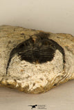 30690 - Top Well Preserved 0.86 Inch Onnia sp Ordovician Trilobite