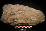 07801 - Wide 6.13 Inch Eocrinoid (Ascocystites) Plate - Lower Ordovician