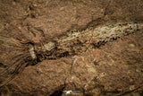 07801 - Wide 6.13 Inch Eocrinoid (Ascocystites) Plate - Lower Ordovician