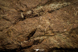 07801 - Wide 6.13 Inch Eocrinoid (Ascocystites) Plate - Lower Ordovician