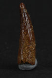 88006 - Beautiful 0.85 Inch Juvenile Spinosaurus Dinosaur Tooth