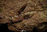 07801 - Wide 6.13 Inch Eocrinoid (Ascocystites) Plate - Lower Ordovician