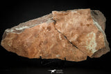07801 - Wide 6.13 Inch Eocrinoid (Ascocystites) Plate - Lower Ordovician