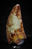 04917 - Top Quality 0.90 Inch Abelisaur Serrated Dinosaur Tooth Cretaceous KemKem Beds