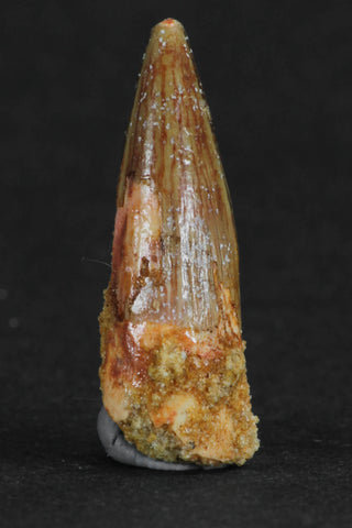 88007 - Beautiful 0.92 Inch Juvenile Spinosaurus Dinosaur Tooth