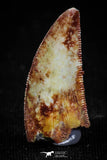 04917 - Top Quality 0.90 Inch Abelisaur Serrated Dinosaur Tooth Cretaceous KemKem Beds