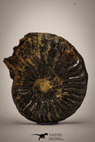22400 - Well Preserved Pyritized 1.47 Inch Pleuroceras Lower Jurassic Ammonites