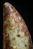 04917 - Top Quality 0.90 Inch Abelisaur Serrated Dinosaur Tooth Cretaceous KemKem Beds