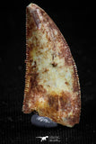 04917 - Top Quality 0.90 Inch Abelisaur Serrated Dinosaur Tooth Cretaceous KemKem Beds