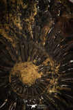 22400 - Well Preserved Pyritized 1.47 Inch Pleuroceras Lower Jurassic Ammonites