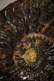 22400 - Well Preserved Pyritized 1.47 Inch Pleuroceras Lower Jurassic Ammonites