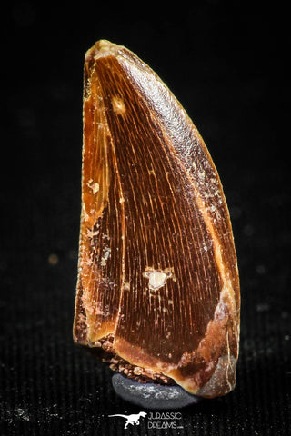 04918 - Nice 0.70 Inch Abelisaur Dinosaur Tooth Cretaceous KemKem Beds