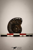 22401 - Well Preserved Pyritized 1.17 Inch Pleuroceras Lower Jurassic Ammonite