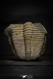 22010 - Undescribed 2.45 Inch Harpidid Ordovician Trilobite Taouz outcrops