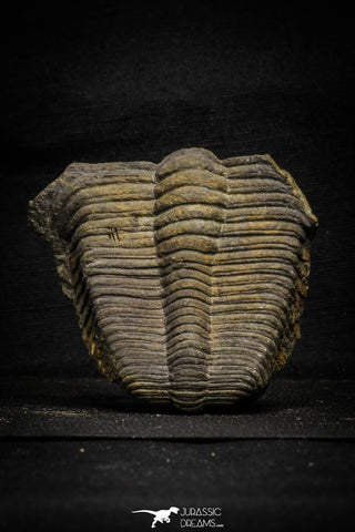 22010 - Undescribed 2.45 Inch Harpidid Ordovician Trilobite Taouz outcrops