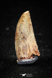 04919 - Collector Grade 0.87 Inch Abelisaur Serrated Dinosaur Tooth Cretaceous KemKem Beds