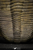 22010 - Undescribed 2.45 Inch Harpidid Ordovician Trilobite Taouz outcrops